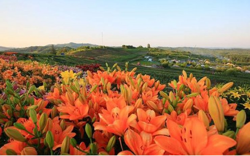 熱力開走！第七屆百合文化旅游節(jié)“百合之路”徒步大會舉行